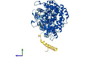 Protein Structure (PS) image for Ribonucleotide Reductase M1 (RRM1) (AA 1-792) protein (His tag) (ABIN7551426)