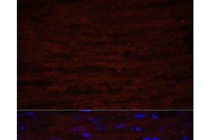 Immunofluorescence analysis of Rat heart using ASPN Polyclonal Antibody at dilution of 1:100 (40x lens). (Asporin Antikörper)