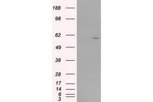 Image no. 3 for anti-Cytochrome P450, Family 1, Subfamily A, Polypeptide 2 (CYP1A2) antibody (ABIN1497718) (CYP1A2 Antikörper)
