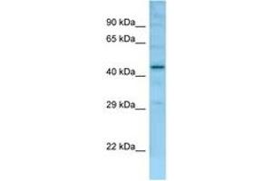 Image no. 1 for anti-Family with Sequence Similarity 170, Member B (FAM170B) (AA 251-300) antibody (ABIN6748441) (FAM170B Antikörper  (AA 251-300))