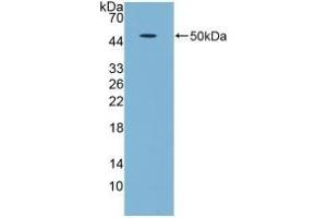 Detection of Recombinant GDF5, Human using Polyclonal Antibody to Growth Differentiation Factor 5 (GDF5) (GDF5 Antikörper  (AA 86-501))