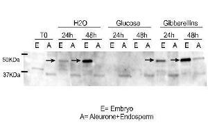 Western Blotting (WB) image for anti-Ramy 3D antibody (ABIN619547) (Ramy 3D Antikörper)