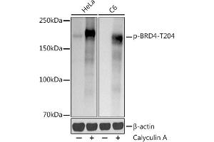 Western blot analysis of extracts of various cell lines, using (ABIN7265948) at 1:1000 dilution. (BRD4 Antikörper  (pThr204))