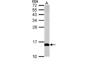 WB Image Sample (50 ug of whole cell lysate) A: mouse brain 15% SDS PAGE antibody diluted at 1:1000 (PFN2 Antikörper)