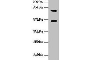 Western blot All lanes: Casp12 antibody at 6 μg/mL + LO2 whole cell lysate Secondary Goat polyclonal to rabbit IgG at 1/10000 dilution Predicted band size: 48 kDa Observed band size: 48, 75 kDa (Caspase 12 Antikörper  (AA 1-92))