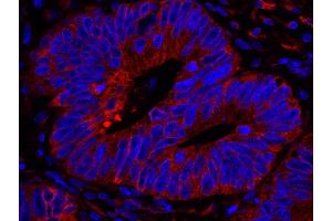 Immunofluorescence (IF) image for anti-Reticulocalbin 1, EF-Hand Calcium Binding Domain (RCN1) (AA 1-75) antibody (ABIN7449011) (RCN1 Antikörper  (AA 1-75))