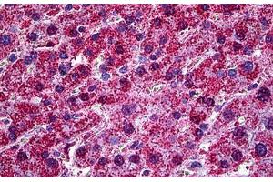 Human Liver: Formalin-Fixed, Paraffin-Embedded (FFPE) (HYOU1 Antikörper  (AA 901-1000))