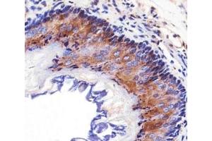 Immunohistochemical analysis of paraffin-embedded mouse esophagus using EGF Receptor antibody at 1:25 dilution. (EGFR Antikörper  (AA 1163-1191))
