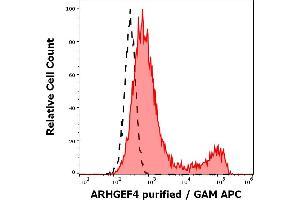 Separation of cells stained using anti-ARHGEF4 (ARHGEF-08) purified antibody (concentration in sample 4 μg/mL, GAM APC, red-filled) from cells unstained by primary antibody (GAM APC, black-dashed) in flow cytometry analysis (intracellular staining) of ARHGEF4 transfected HEK-293 cell suspension. (ARHGEF4 Antikörper  (AA 143-271))