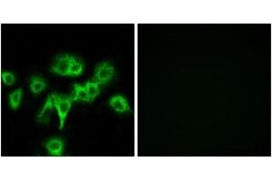 Immunofluorescence analysis of HeLa cells, using CDON Antibody. (CDON Antikörper  (AA 511-560))