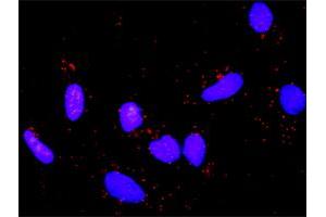 Proximity Ligation Analysis of protein-protein interactions between APC and CTNNB1. (APC Antikörper  (AA 1-2843))