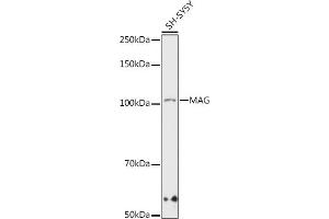 Western blot analysis of extracts of SH-SY5Y cells, using MAG antibody (ABIN7268718) at 1:1000 dilution. (MAG Antikörper)