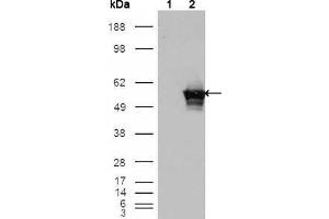 Western Blot showing GABPA antibody used against HEK293T cells transfected with the pCMV6-ENTRY control (1) and pCMV6-ENTRY GABPA cDNA (2). (GABPA Antikörper  (AA 120-190))