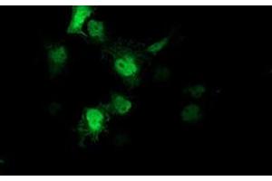 Anti-AIPL1 mouse monoclonal antibody (ABIN2455131) immunofluorescent staining of COS7 cells transiently transfected by pCMV6-ENTRY AIPL1 (RC204079). (AIPL1 Antikörper)