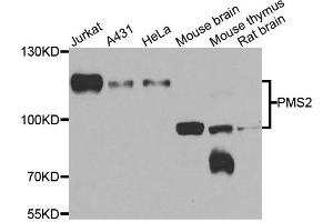 Western blot analysis of extracts of various cell lines, using PMS2 antibody. (PMS2 Antikörper)