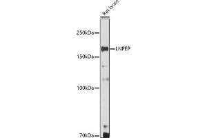 Western blot analysis of extracts of Rat brain, using LNPEP antibody (ABIN6129286, ABIN6143284, ABIN6143285 and ABIN6215523) at 1:500 dilution. (LNPEP Antikörper  (AA 1-110))