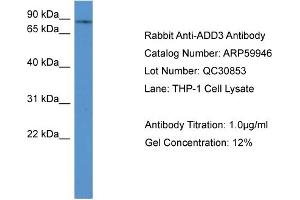 WB Suggested Anti-ADD3  Antibody Titration: 0. (ADD3 Antikörper  (C-Term))