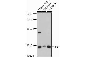 Western Blotting (WB) image for anti-Natriuretic Peptides B (NPPB) (AA 1-134) antibody (ABIN3023136)