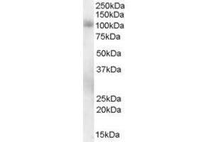 ABIN185350 staining (0. (PDE5A Antikörper  (C-Term))
