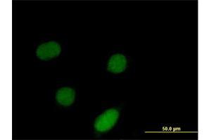 Immunofluorescence (IF) image for anti-Inhibitor of DNA Binding 3, Dominant Negative Helix-Loop-Helix Protein (ID3) (AA 1-119) antibody (ABIN948000)