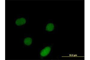 Immunofluorescence of purified MaxPab antibody to ID3 on HeLa cell. (ID3 Antikörper  (AA 1-119))