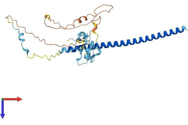 THAP7 Protein (AA 1-309) (His tag)
