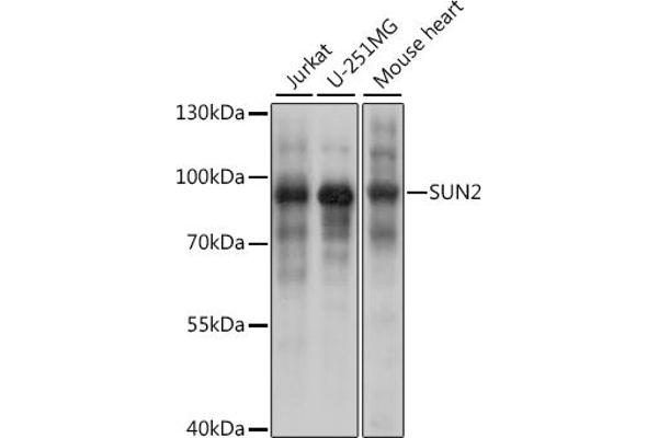 SUN2 Antikörper