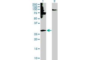 Western Blot analysis of EDN3 expression in transfected 293T cell line by EDN3 MaxPab polyclonal antibody. (Endothelin 3 Antikörper  (AA 1-238))
