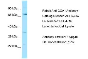 Western Blotting (WB) image for anti-Golgi-Associated, gamma Adaptin Ear Containing, ARF Binding Protein 1 (GGA1) (N-Term) antibody (ABIN2789649)