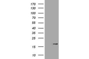 Image no. 1 for anti-Ataxin 7-Like 1 (ATXN7L1) antibody (ABIN1496780) (ATXN7L1 Antikörper)