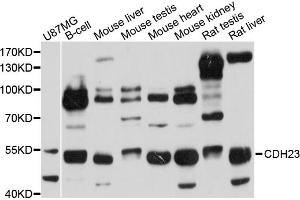 Western blot analysis of extracts of various cell lines, using CDH23 antibody (ABIN5972832) at 1/1000 dilution. (CDH23 Antikörper)