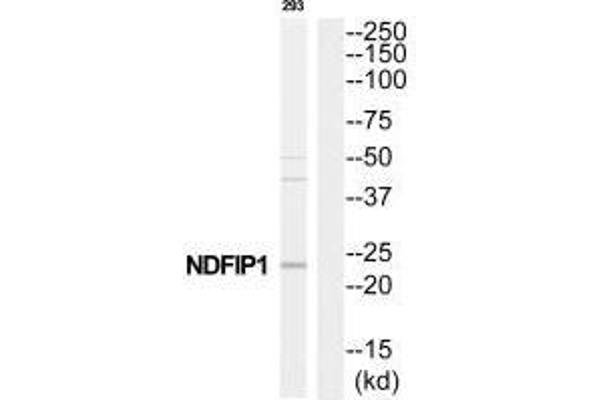 NDFIP1 antibody  (C-Term)