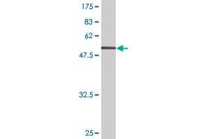 Western Blotting (WB) image for anti-TNF Receptor Superfamily, Member 6 (FAS) (AA 1-335) antibody (ABIN513442)