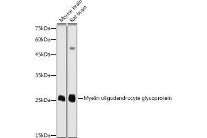 Western blot analysis of extracts of various cell lines, using Myelin oligodendrocyte glycoprotein antibody (ABIN6128312, ABIN6143943, ABIN6143944 and ABIN6220990) at 1:1000 dilution. (MOG Antikörper  (AA 30-154))