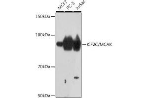 Western blot analysis of extracts of various cell lines, using KIF2C/KIF2C/MCAK Rabbit mAb (ABIN7268131) at 1:1000 dilution. (KIF2C Antikörper)