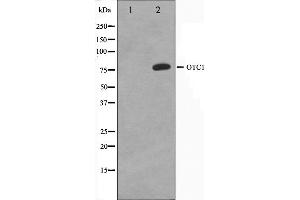 Western blot analysis on HeLa cell lysate using OCT1 Antibody.