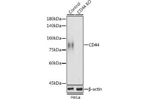 Western blot analysis of extracts of HeLa cells, using CD44 antibody (ABIN6127602, ABIN6138193, ABIN6138195 and ABIN7101398) at 1:1000 dilution. (CD44 Antikörper  (AA 148-247))