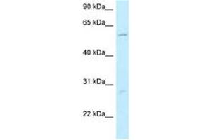 Image no. 1 for anti-Smg-9 Homolog, Nonsense Mediated mRNA Decay Factor (SMG9) (N-Term) antibody (ABIN6747902) (SMG9 Antikörper  (N-Term))