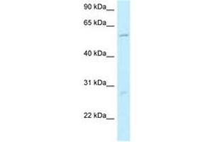 Image no. 1 for anti-Smg-9 Homolog, Nonsense Mediated mRNA Decay Factor (SMG9) (N-Term) antibody (ABIN6747902)