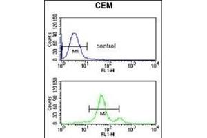 Flow Cytometry (FACS) image for anti-Amiloride-Sensitive Cation Channel 2, Neuronal (ACCN2) (AA 500-526), (C-Term) antibody (ABIN653218)