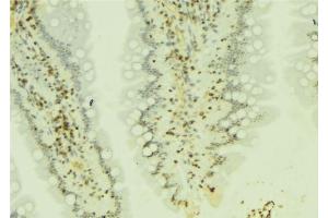 ABIN6274172 at 1/100 staining Mouse colon tissue by IHC-P.