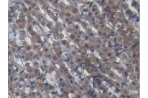 DAB staining on IHC-P; Samples: Porcine Stomach Tissue (Galectin 2 Antikörper  (AA 1-123))