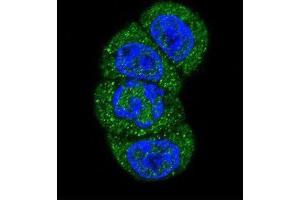 Immunofluorescence (IF) image for anti-Phosphoinositide-3-Kinase, Class 3 (PIK3C3) antibody (ABIN3000295)