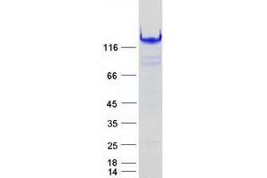 Western Blotting (WB) image for Interferon Induced with Helicase C Domain 1 (IFIH1) protein (Myc-DYKDDDDK Tag) (ABIN2722584)
