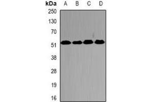 Western blot analysis of PSMC2 expression in HepG2 (A), SW620 (B), mouse testis (C), mouse brain (D) whole cell lysates. (PSMC2 Antikörper)