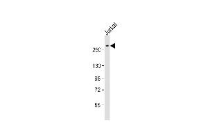 Anti-ARID1A Antibody (C-Term) at 1:2000 dilution + Jurkat whole cell lysate Lysates/proteins at 20 μg per lane. (ARID1A Antikörper  (AA 1930-1964))