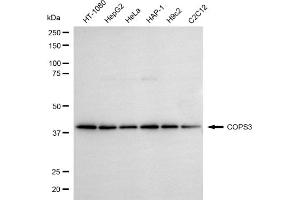 Western blotting analysis using COPS3 antibody (ABIN7798150).