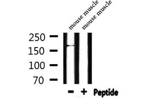 Western blot analysis of extracts from mouse muscle, using MRP6 Antibody.