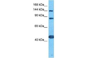 Host:  Rabbit  Target Name:  PCDH7  Sample Type:  PANC1 Whole Cell lysates  Antibody Dilution:  1.