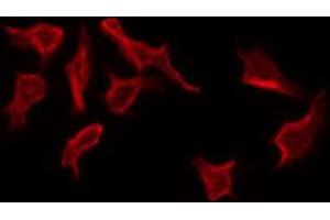 ABIN6268918 staining NIH-3T3 by IF/ICC. (PAWR Antikörper  (C-Term))